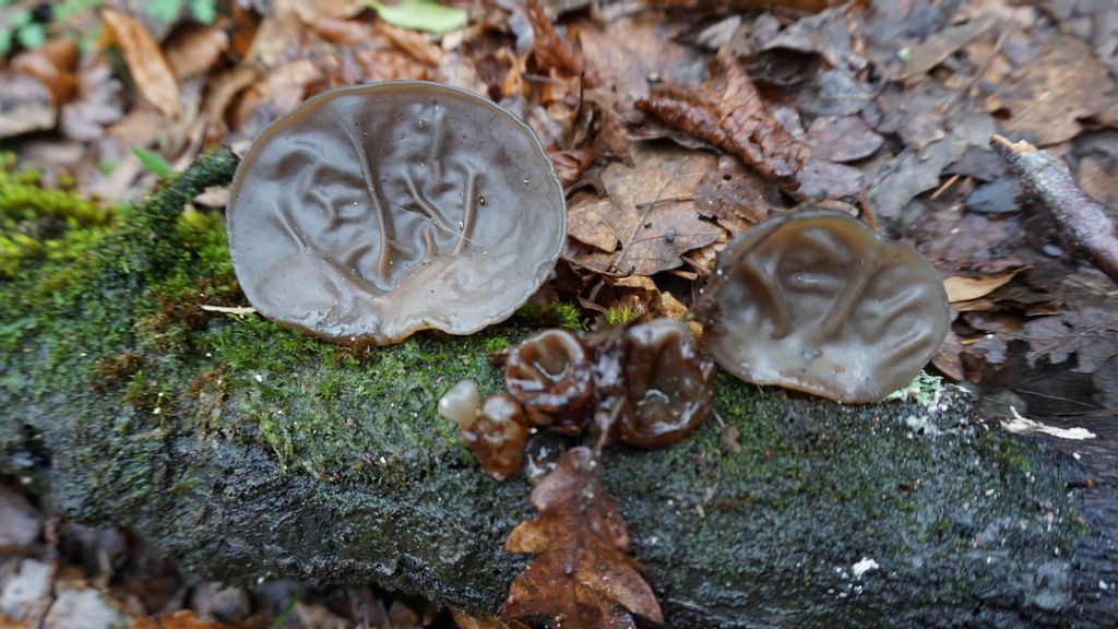 Auricularia auricula ?